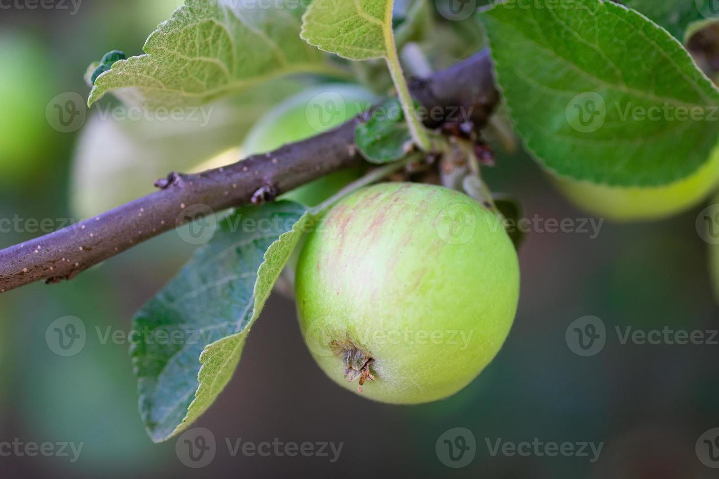 manzanas respetuosas con el medio ambiente. manzanas verdes en el árbol. hermosas manzanas maduran en una rama bajo los rayos del sol. foto