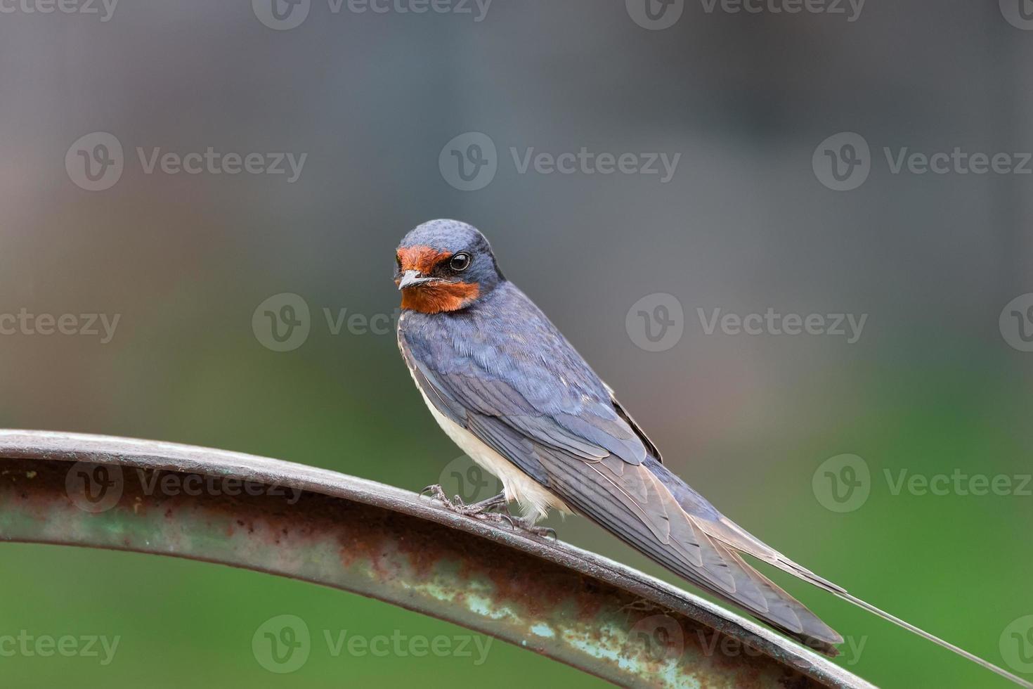 village swallow on the fence photo