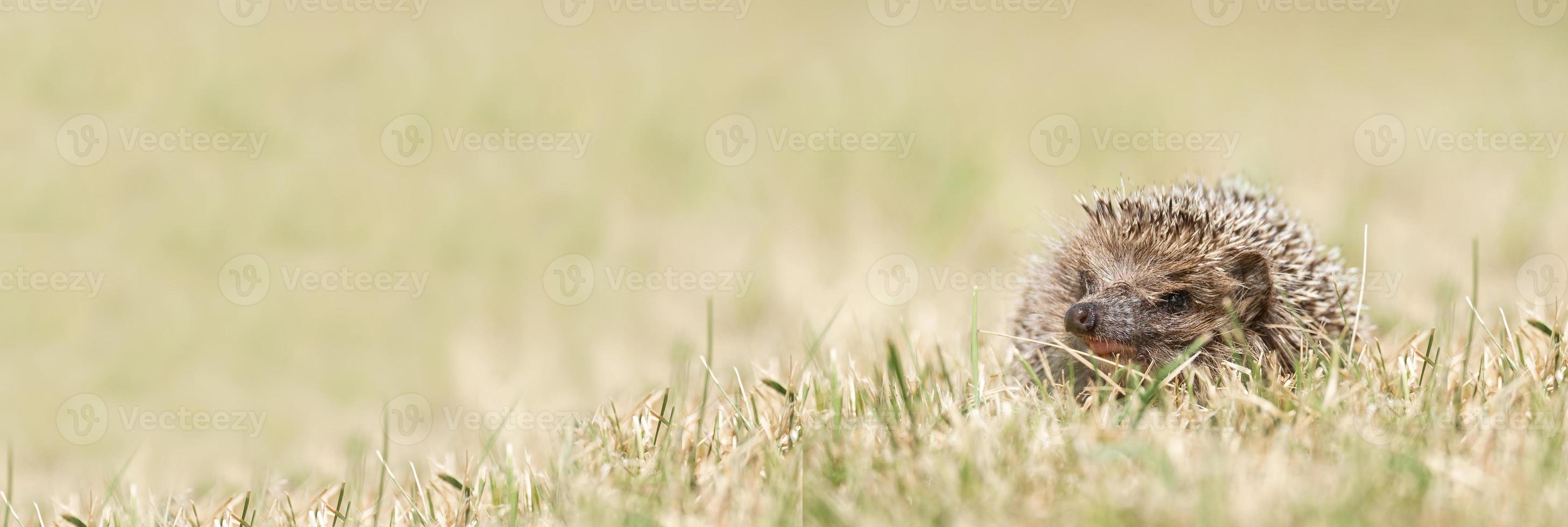little cute hedgehog in the garden in the green grass photo
