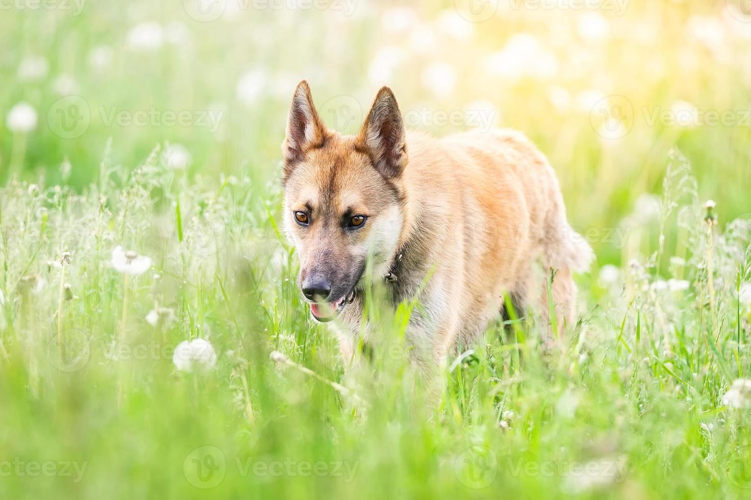 Mongrel dog of red color lies on its stomach on the grass, stretching its front paws forward. Spring. photo