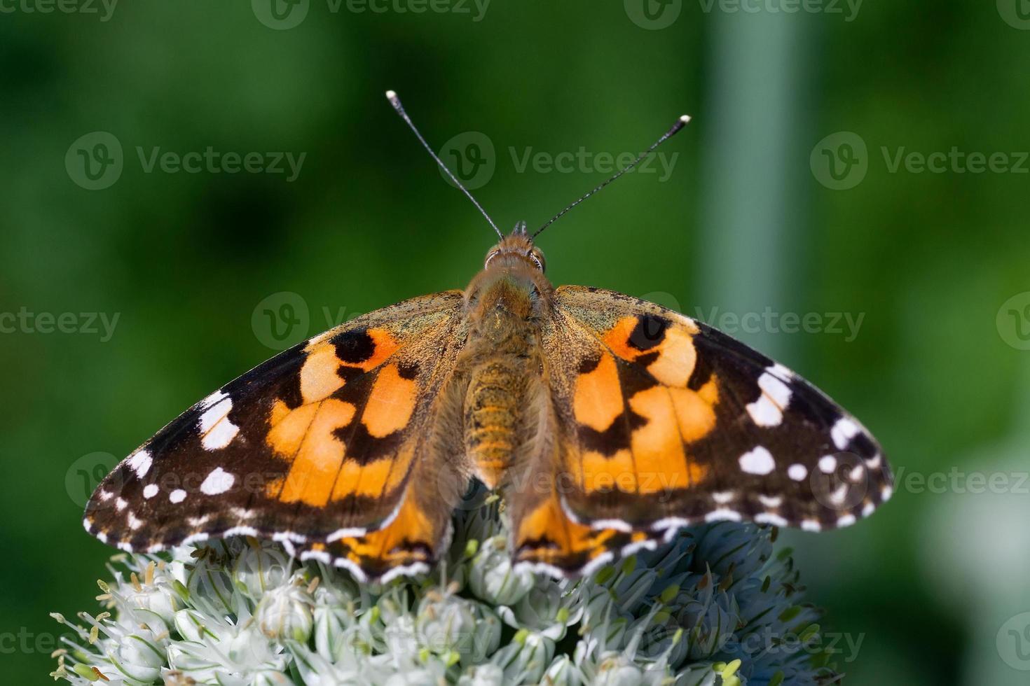 Butterfly on blossom flower in green nature... photo