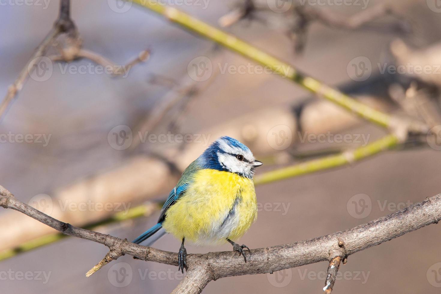 A blue tit Cyanistes caeruleus perched. photo