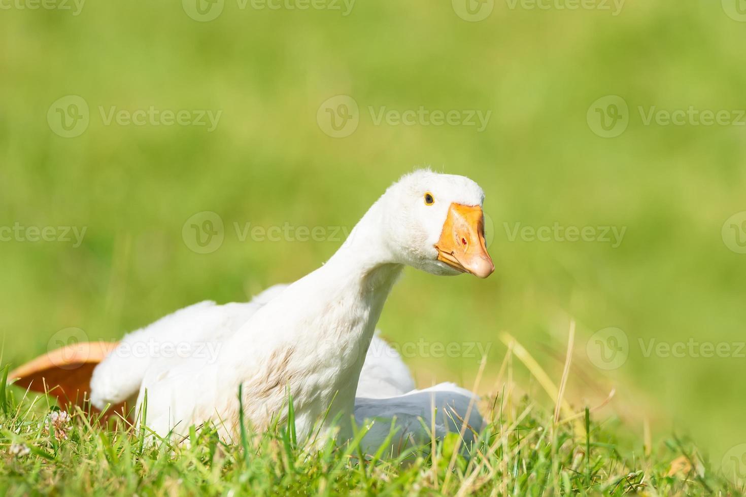 side view of white goose standing on green grass.. photo