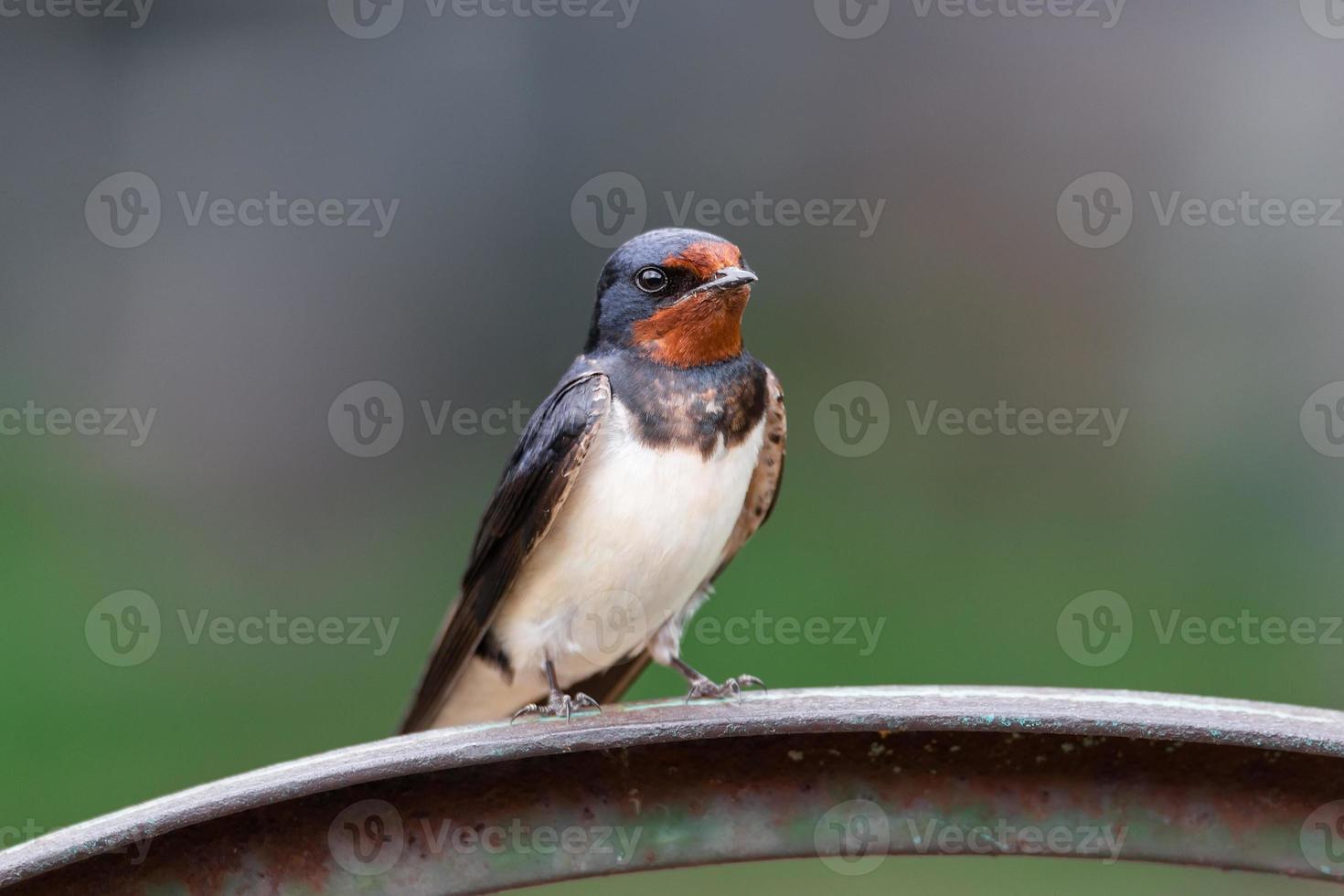 village swallow on the fence... photo