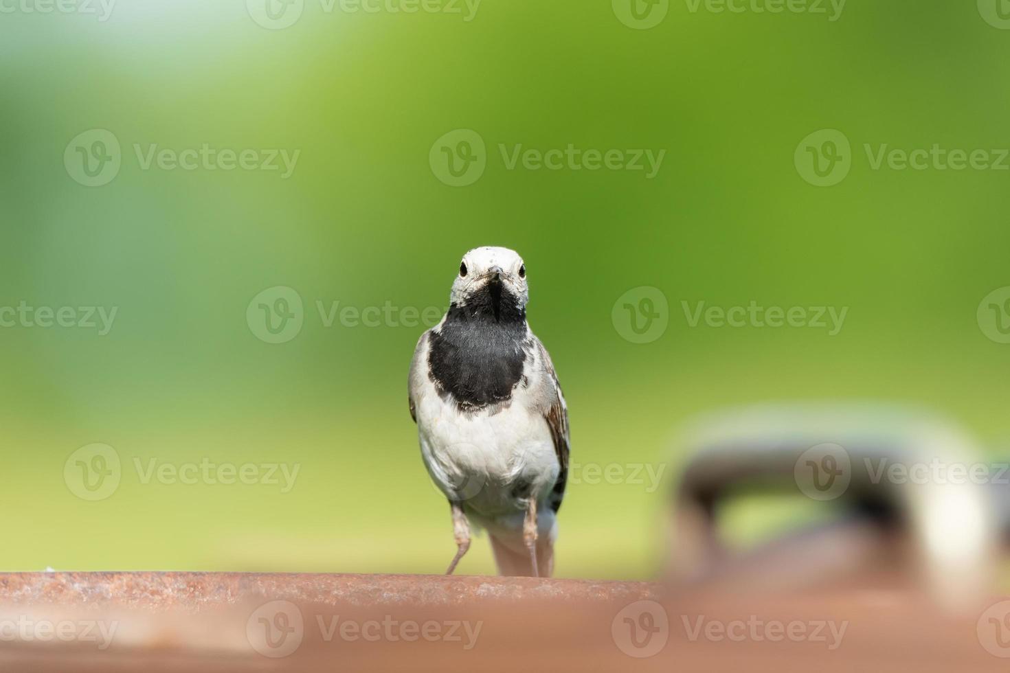 The white wagtail Motacilla alba photo