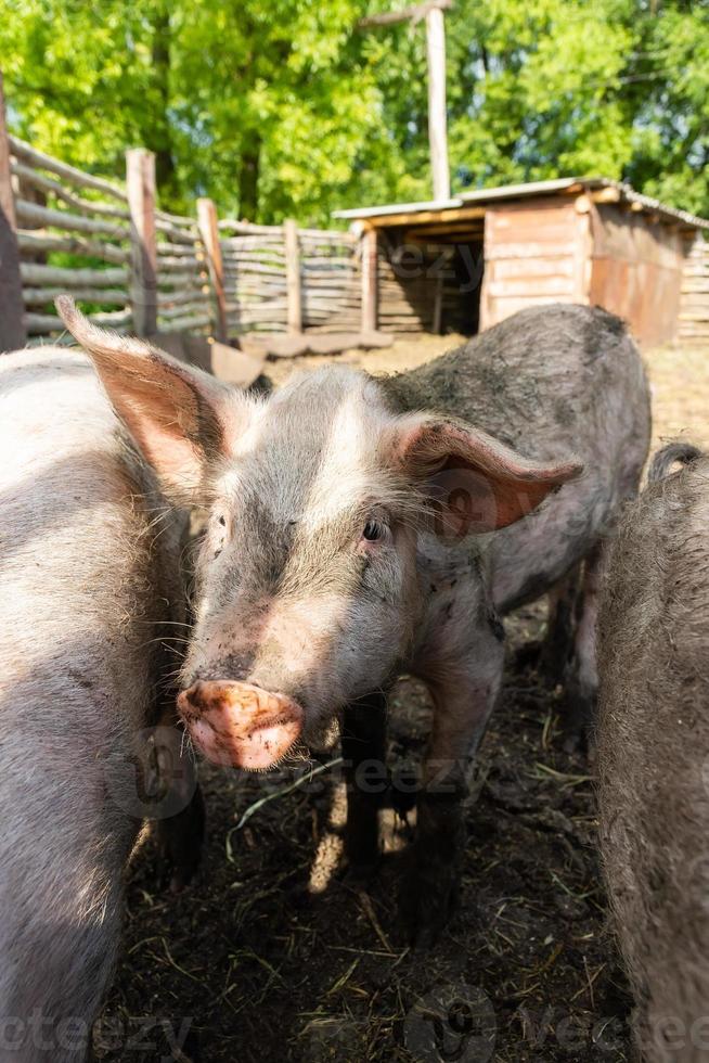 Pig farming raising and breeding of domestic pigs. photo