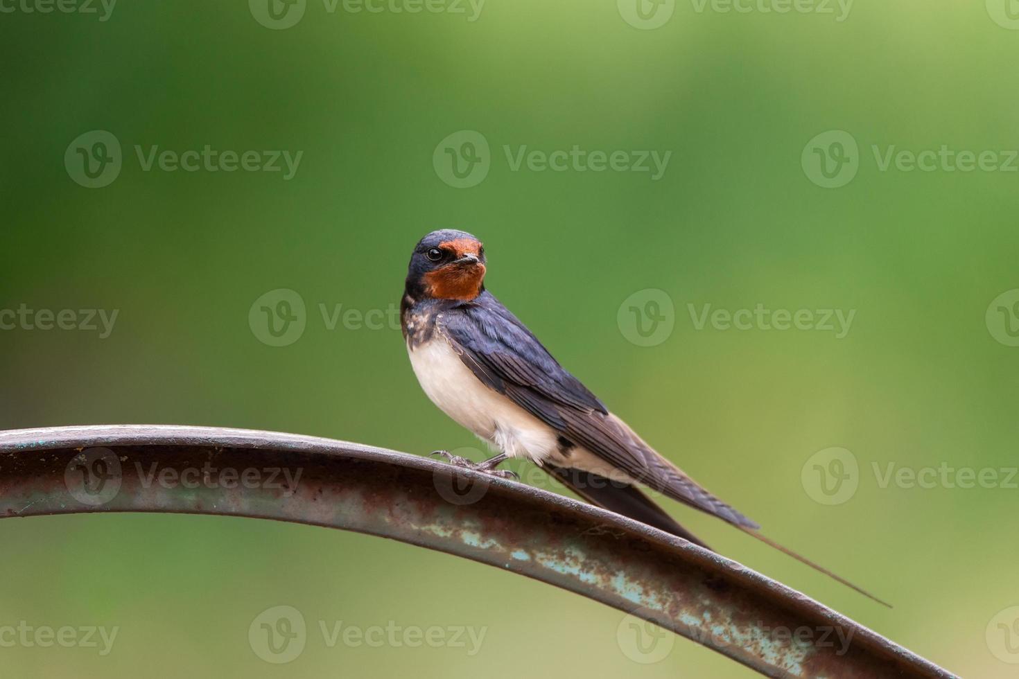 golondrina de pueblo en la cerca foto