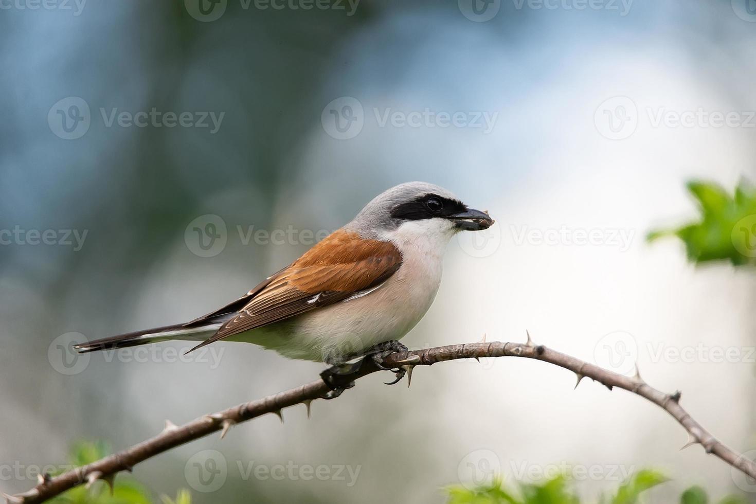 Red-backed Shrike Lanius collurio photo