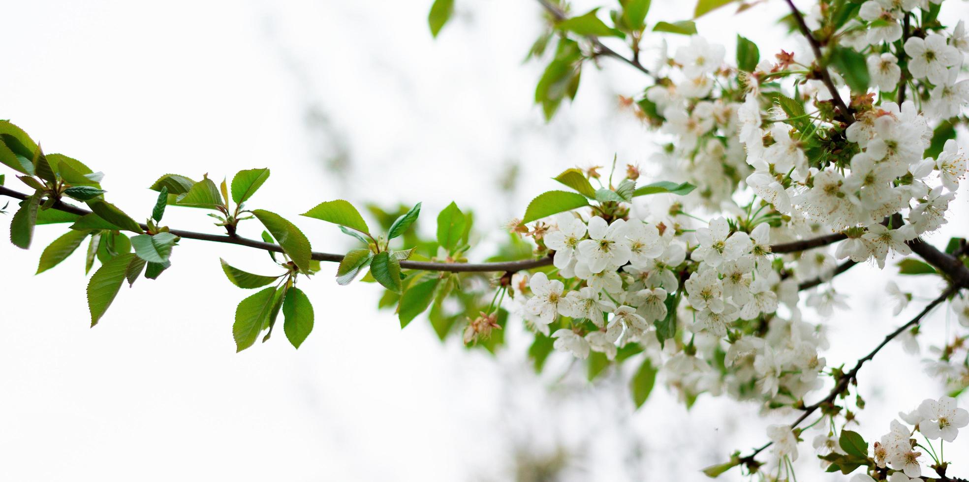 Panorama of a blossoming tree close-up. Place under the inscription. photo