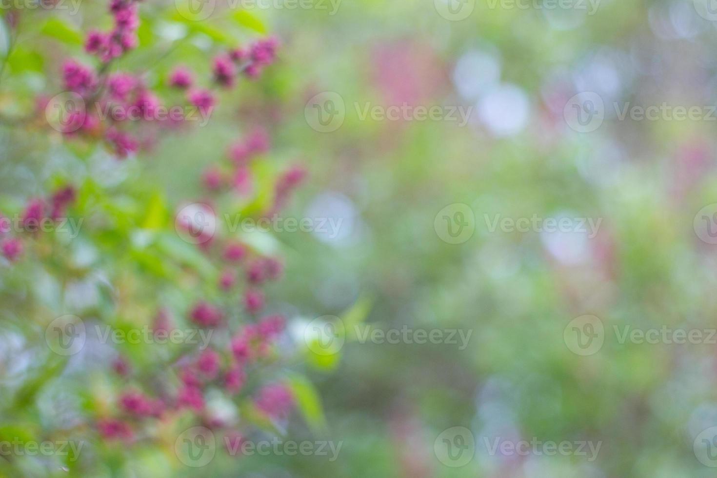 Natural blurred background. Clean spring background with copy space. photo