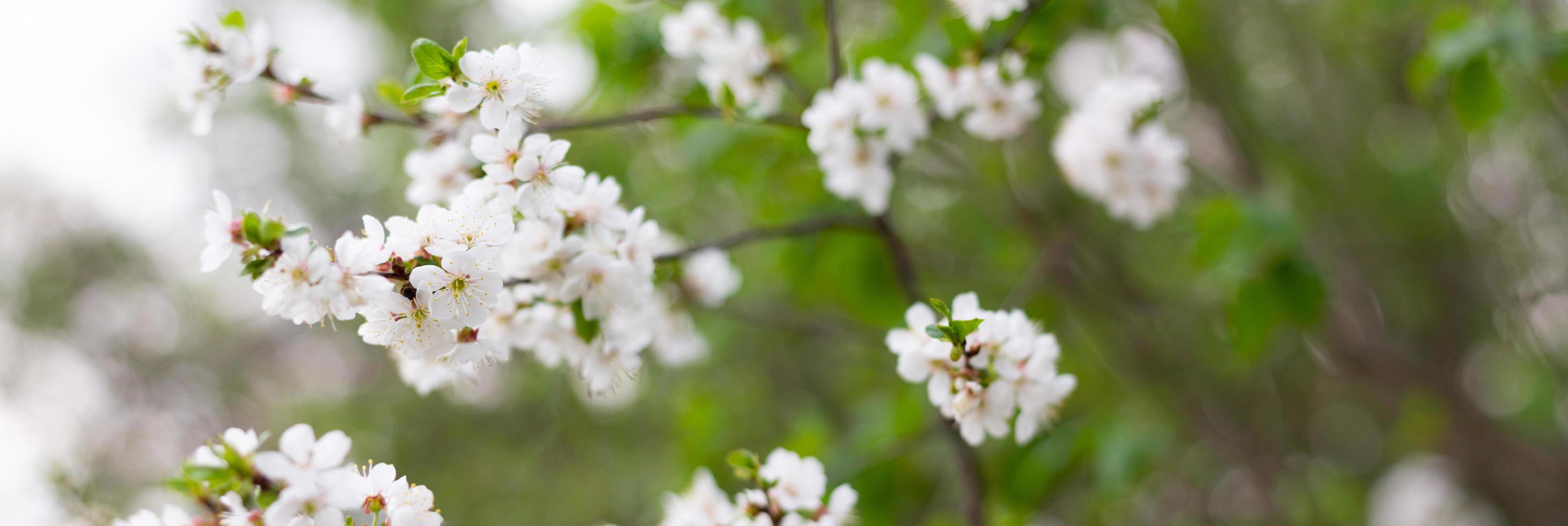 Panorama of flowering trees in the spring season. White flowers on tree branches with copy space. photo