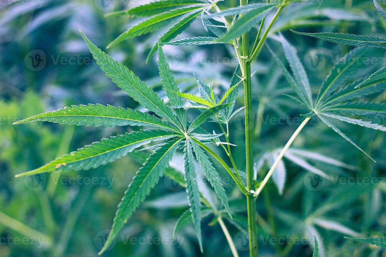 hemp bush in nature. Young shoots of hemp outdoors. photo
