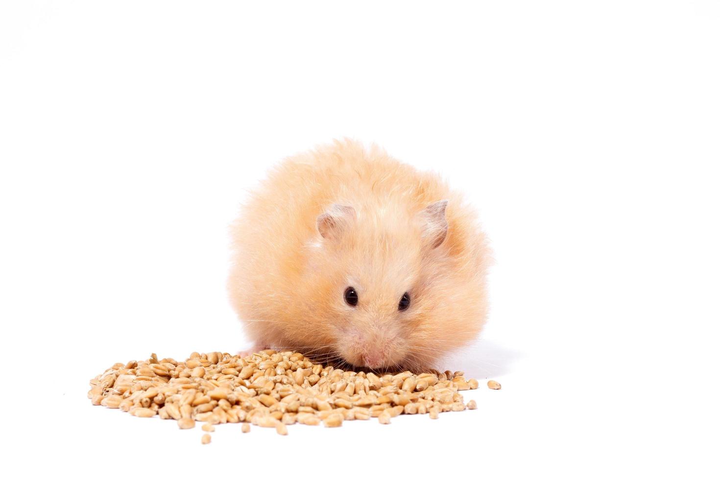 big fluffy red hamster eats grain, isolate photo