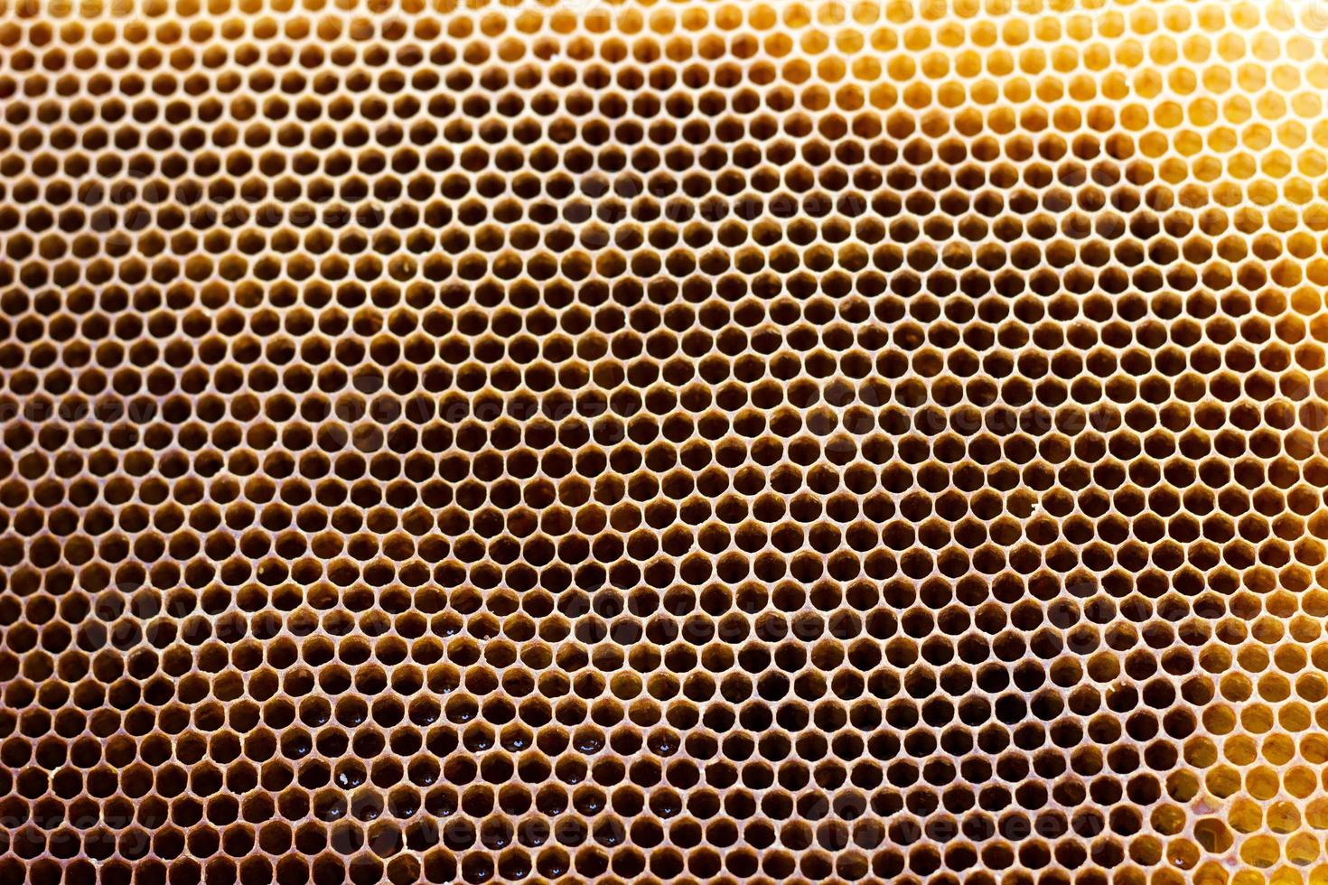 empty honeycomb frame, close-up texture of the honeycomb. photo