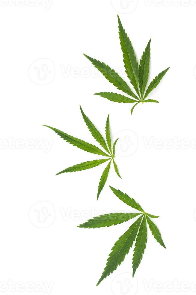 cannabis leaf on a white background. Green twig of hemp photo