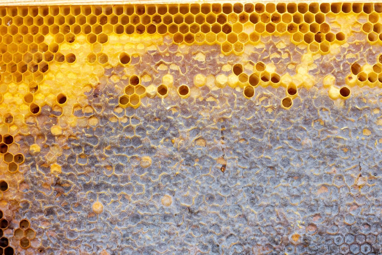 honeycomb with a honey texture. . Background texture and drawing of a section of wax honeycomb from photo