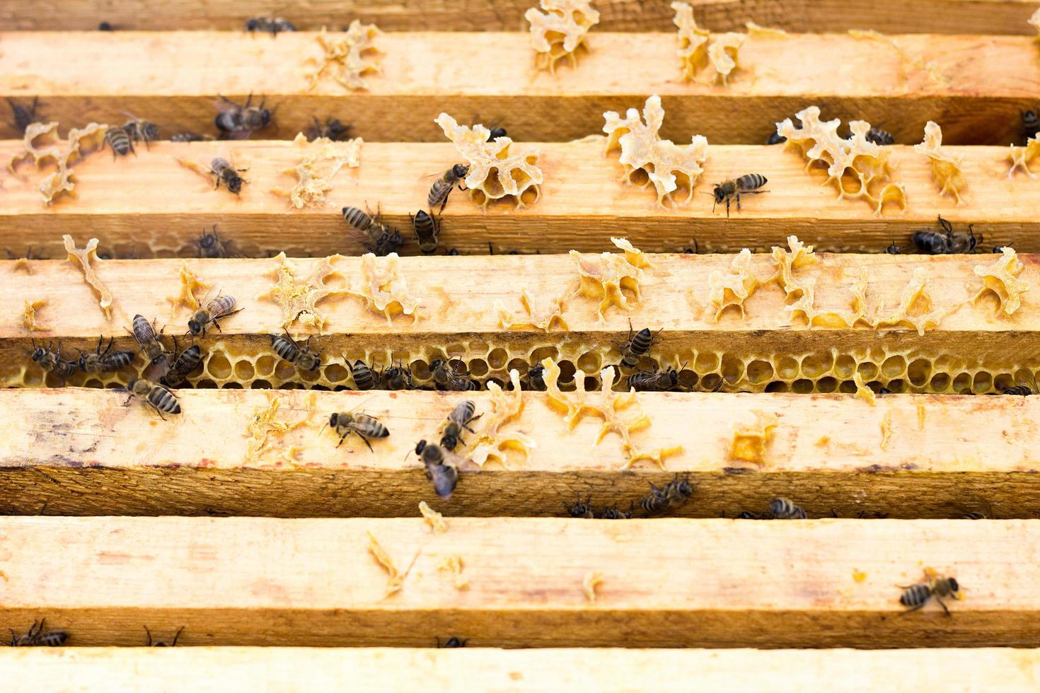 abejas en marco de miel. cría de abejas. apicultura. foto