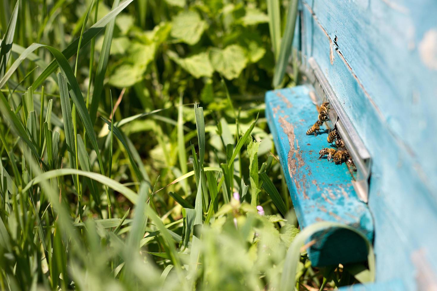 Bees fly out of evidence. Bees collect nectar photo