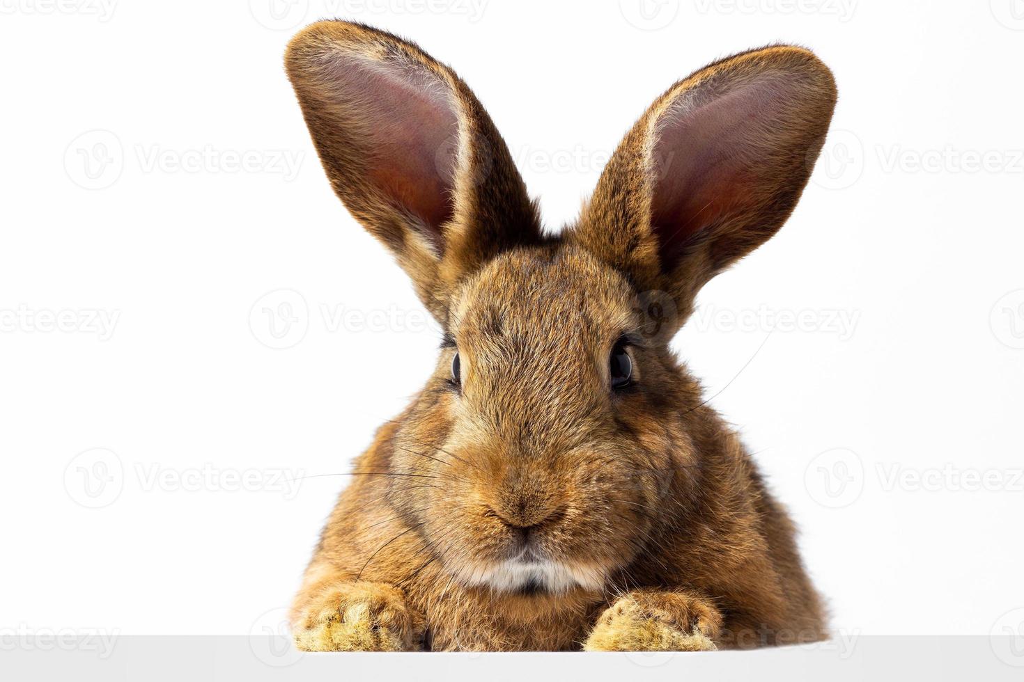 conejo rojo esponjoso mira el cartel. aislado sobre fondo blanco conejito de Pascua. liebre roja para publicidad. foto