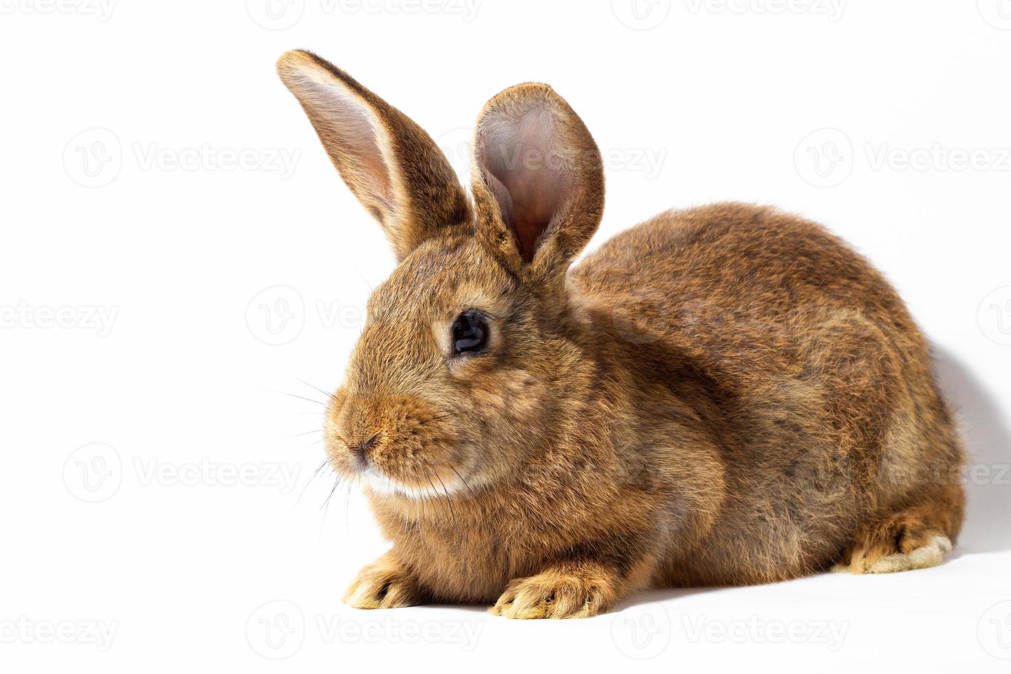 small fluffy red rabbit isolated on white background. Hare for Easter close-up. photo