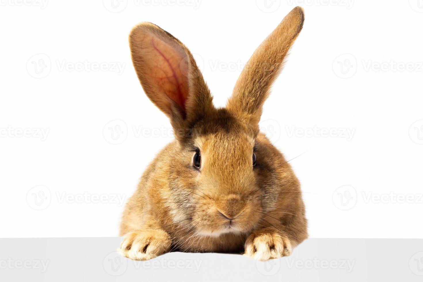 Red fluffy rabbit looks at the sign. Isolated on white background Easter bunny. Red hare for advertising. photo