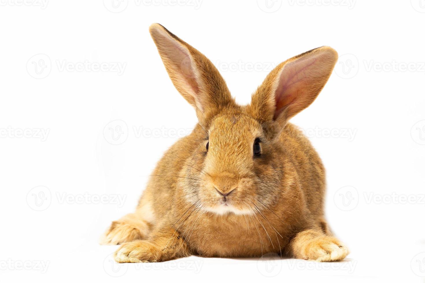 un pequeño conejo rojo esponjoso sobre un fondo blanco, un conejito de pascua para pascua. conejo para vacaciones de primavera. foto