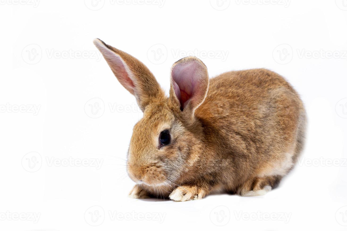 a small fluffy red rabbit on a white background, an Easter Bunny for Easter. Rabbit for spring holidays. photo