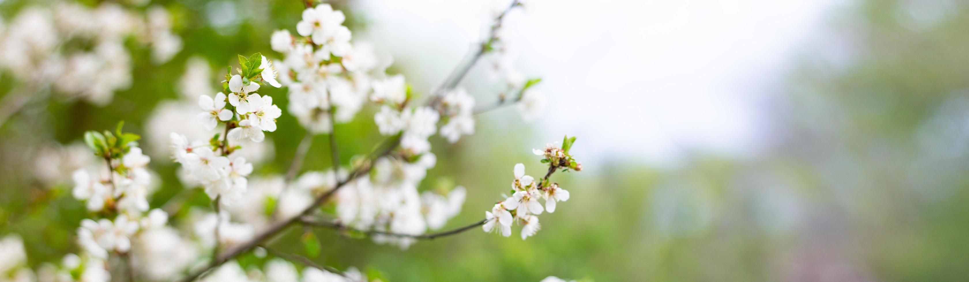 Panorama of flowering trees in the spring season. White flowers on tree branches with copy space. photo