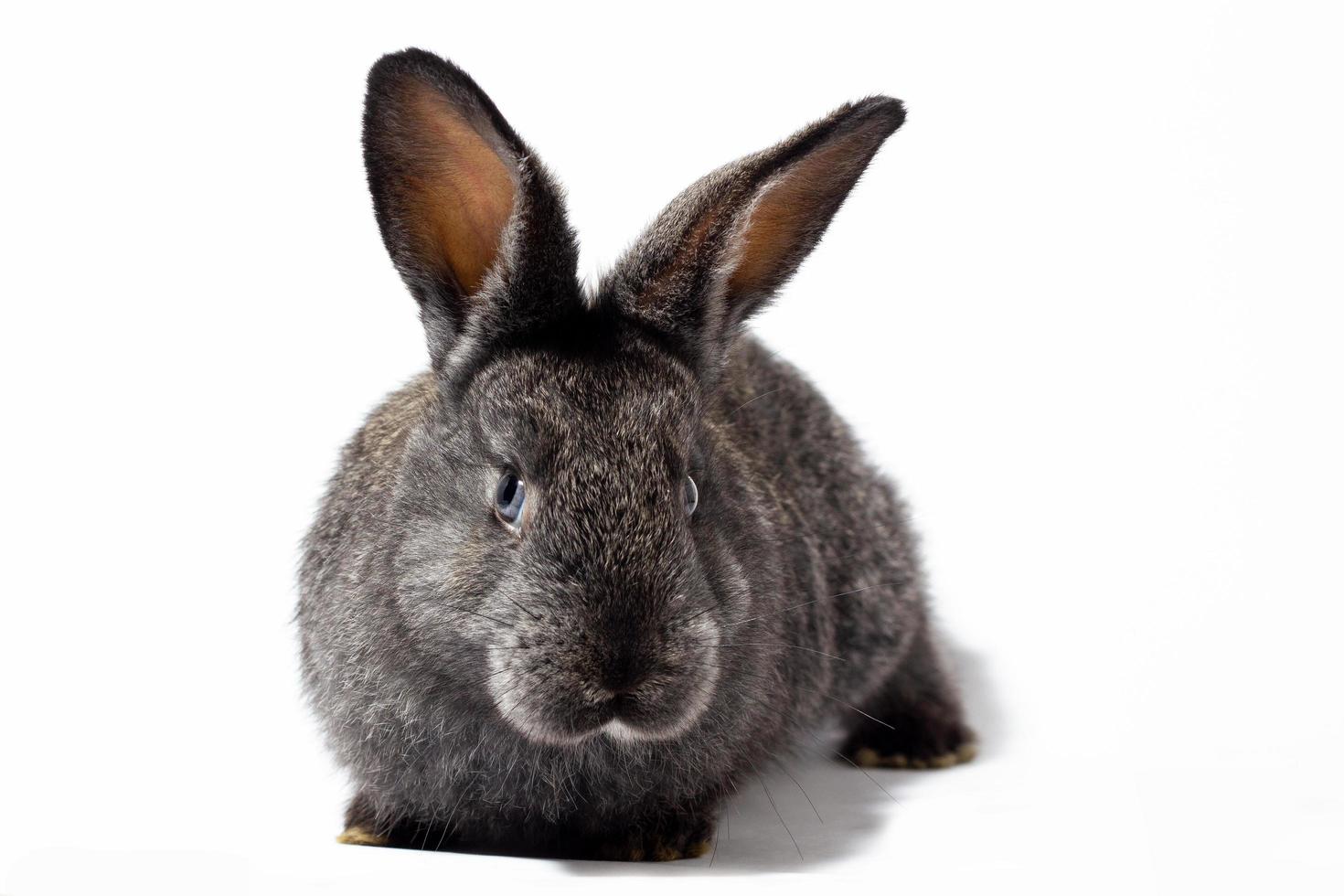 pequeño conejo gris esponjoso aislado sobre fondo blanco, conejito de Pascua. liebre para primer plano de Pascua sobre un fondo blanco. foto