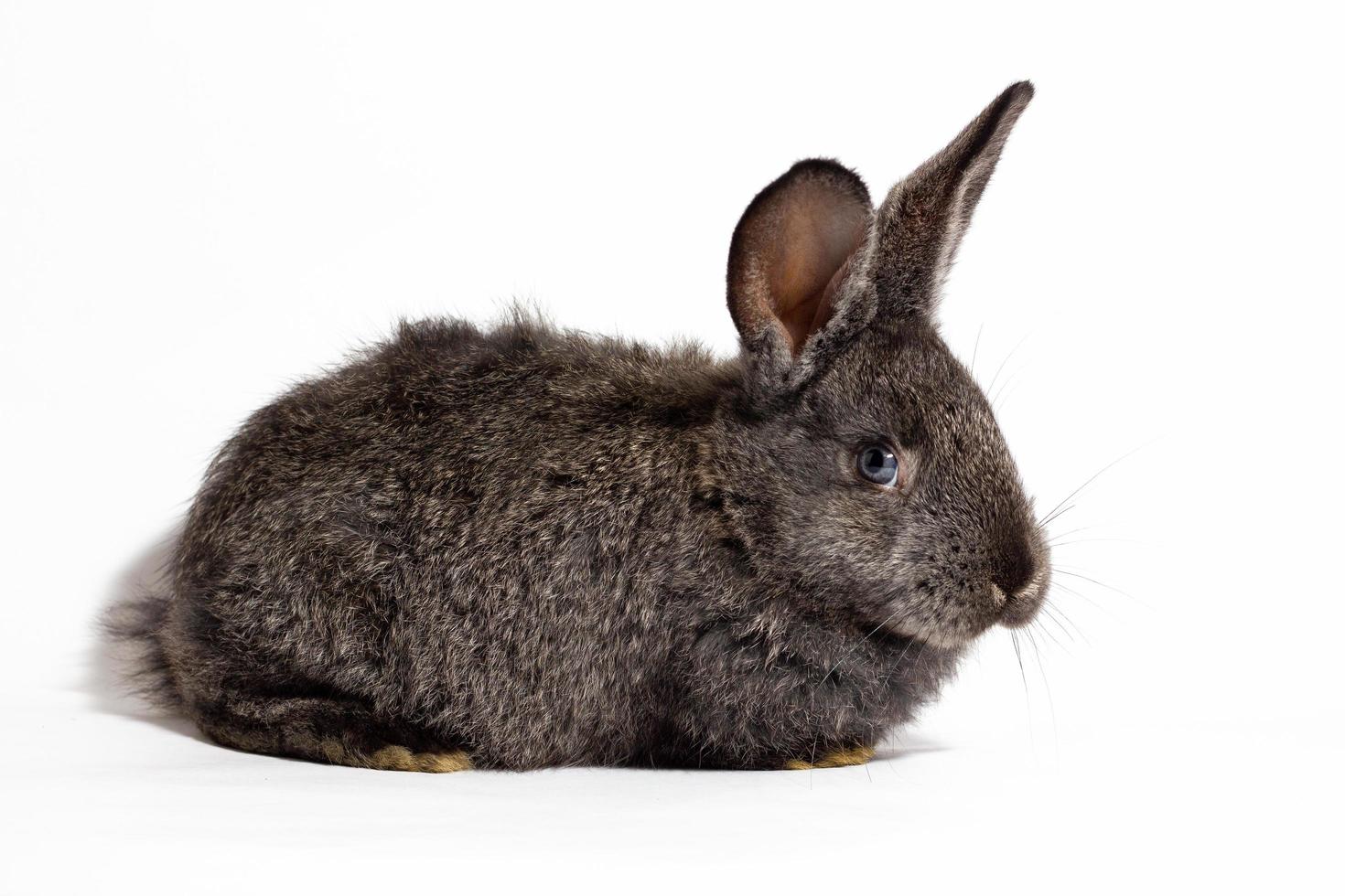 pequeño conejo gris esponjoso aislado sobre fondo blanco, conejito de Pascua. liebre para primer plano de Pascua sobre un fondo blanco. foto