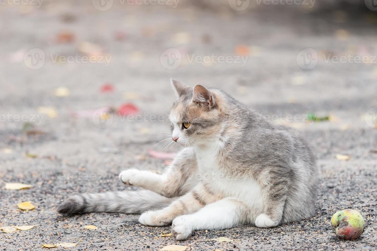 gato rayado gris camina con una correa sobre hierba verde al aire libre. foto