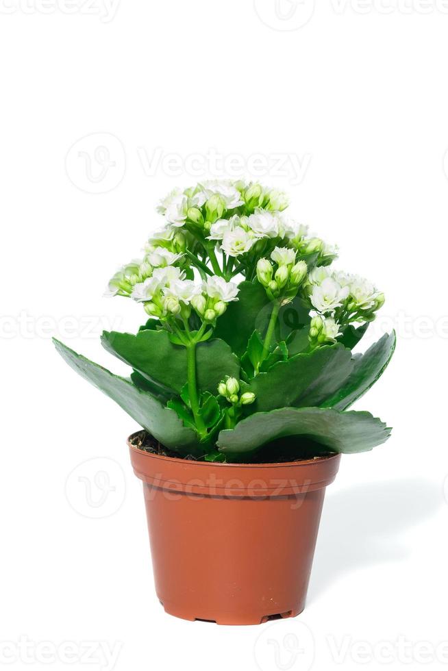 kalanchoe blossfeldiana rosalina paloma blanca foto