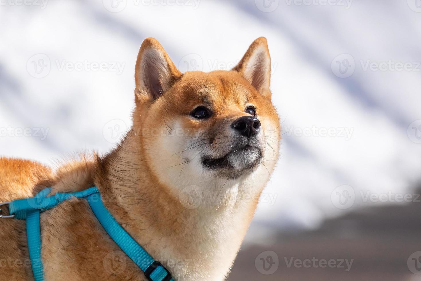 shiba inu dog in winter snow fairy tale forest. photo