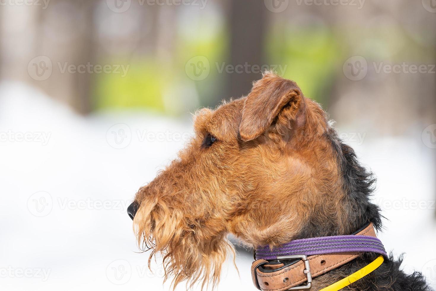 Welsh terrier on white snow photo