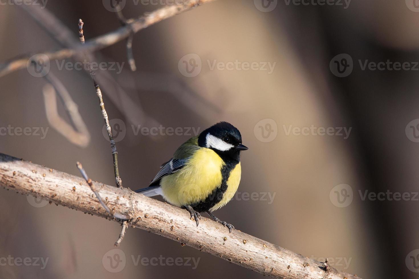 Great tit close up Parus major photo