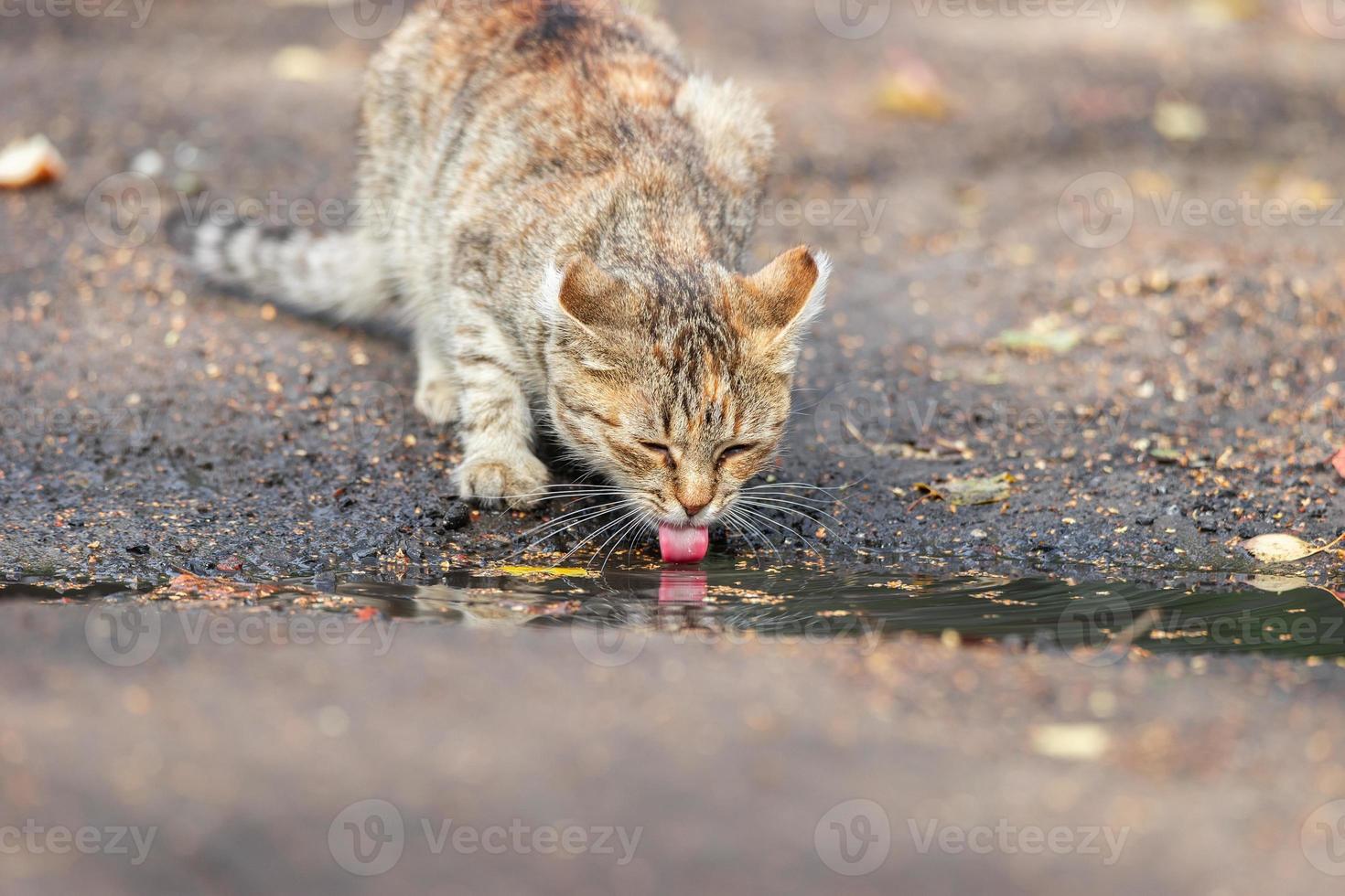 Gray striped cat walks on a leash on green grass outdoors. photo