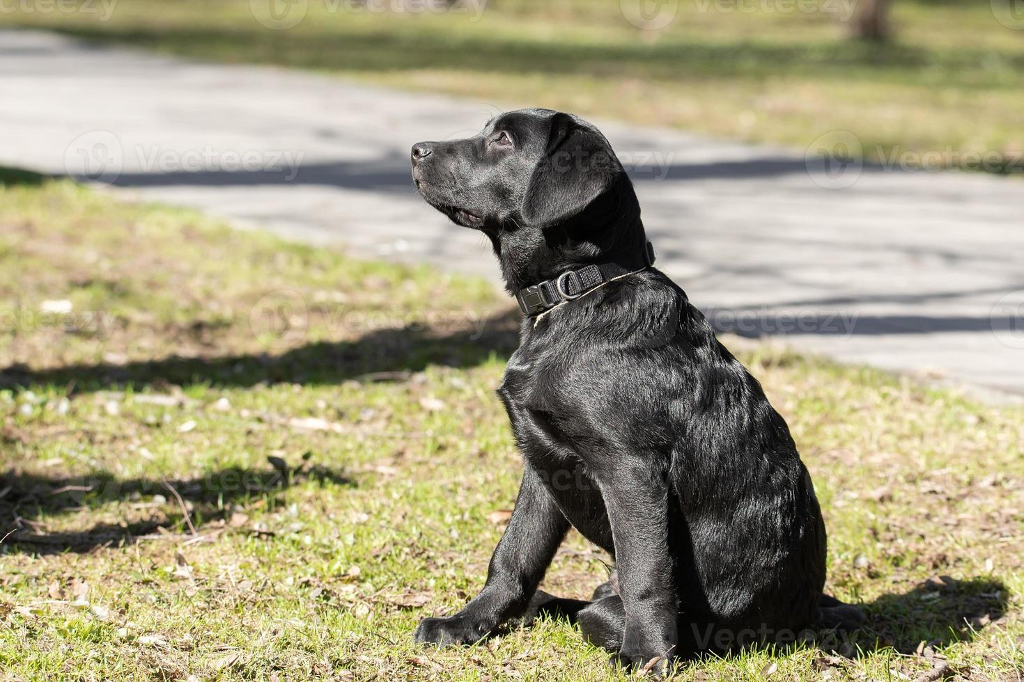 Labrador retriever puppy in grass. photo