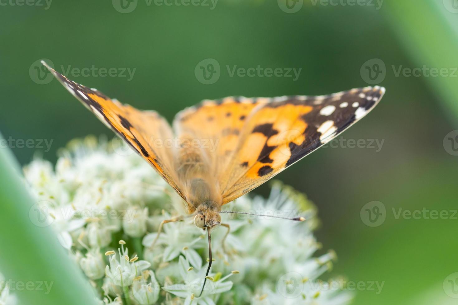 Butterfly on blossom flower in green nature.. photo