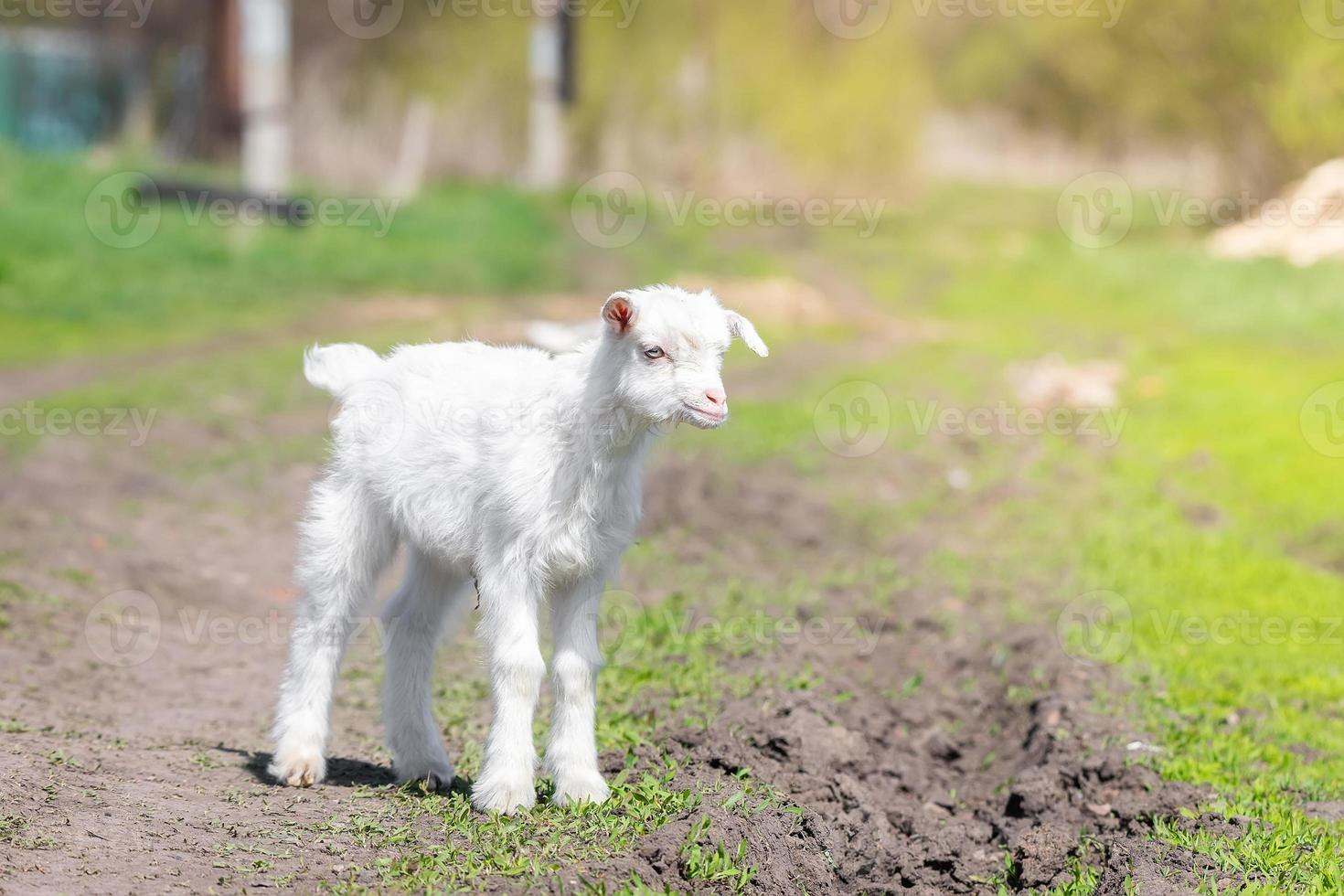 White baby goat on green grass in sunny day photo