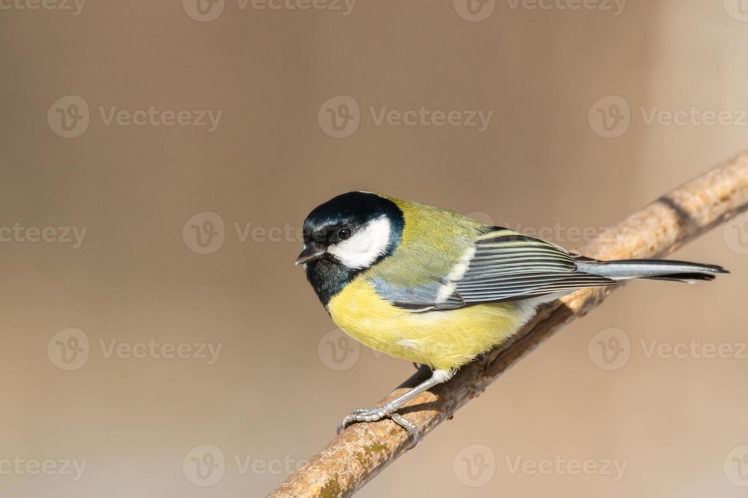 Great tit close up Parus major photo