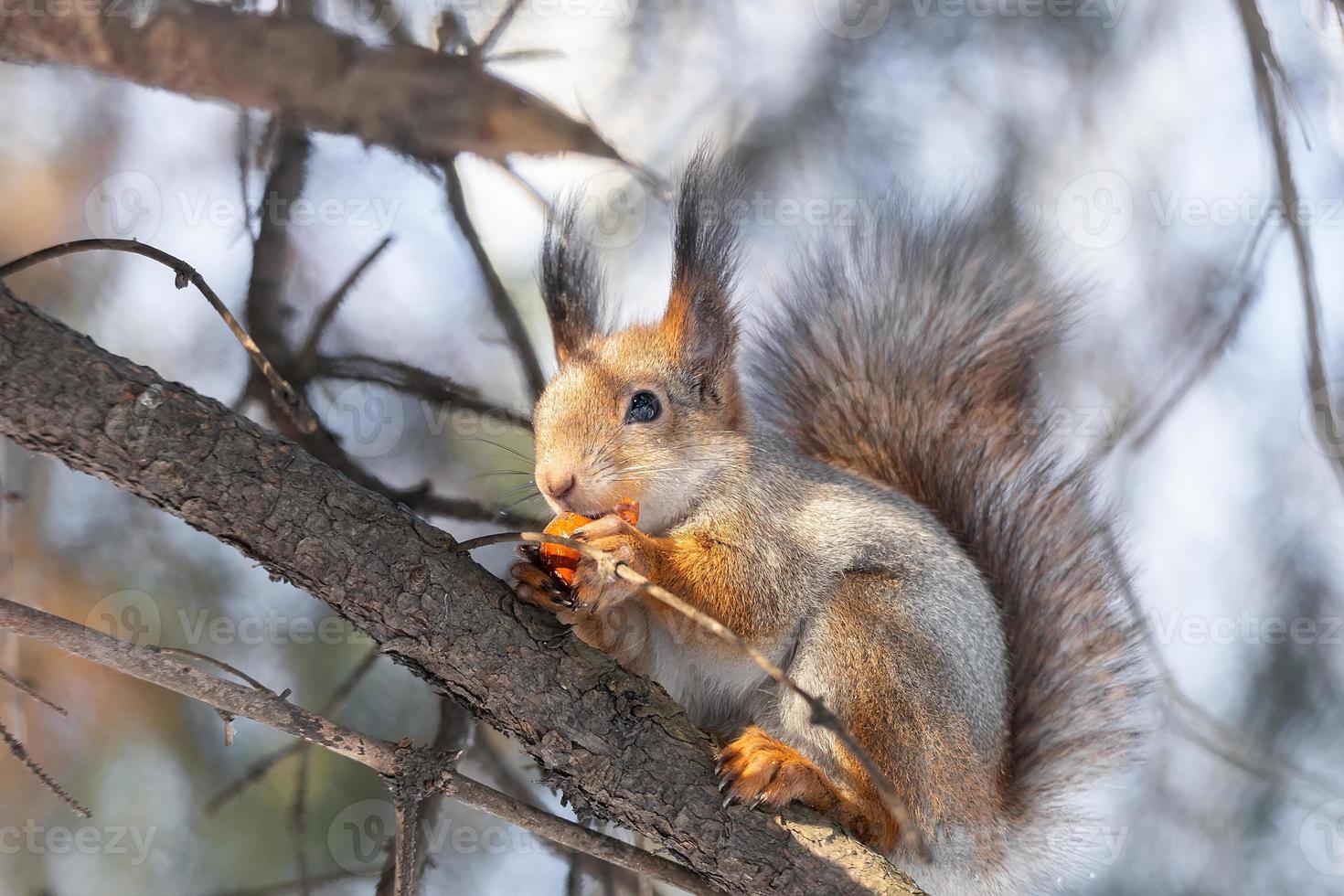 Ardilla roja sentada en una rama de árbol en el bosque de invierno y mordisqueando semillas en el fondo de árboles cubiertos de nieve. foto