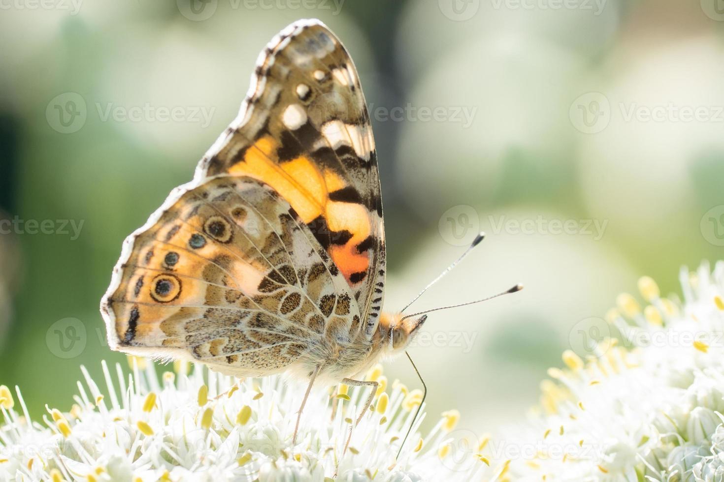 Butterfly on blossom flower in green nature. photo