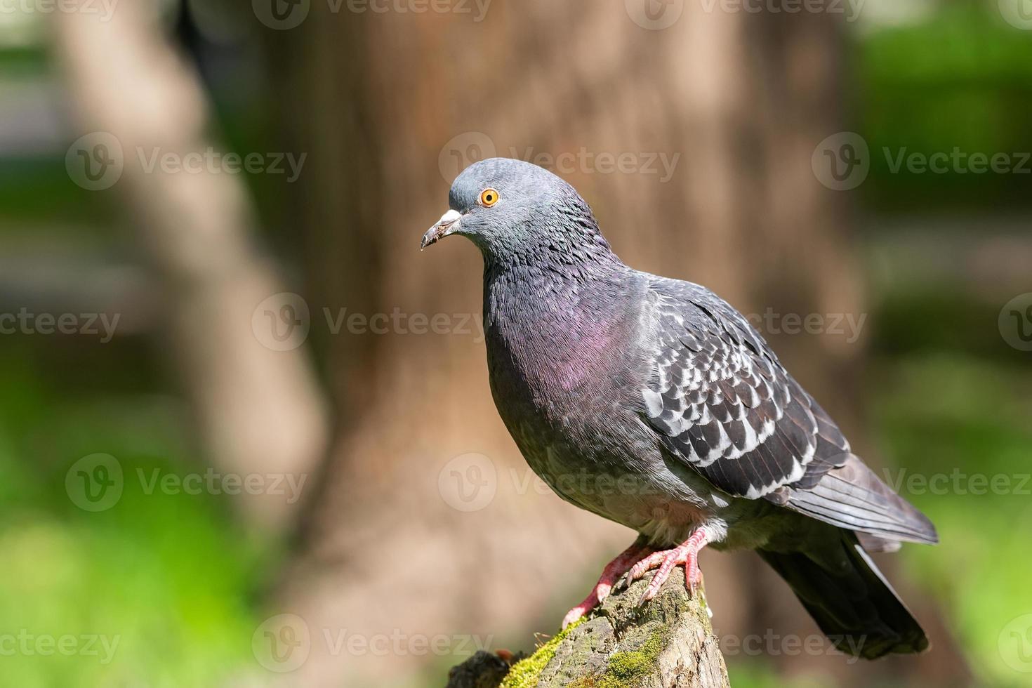 hermoso pájaro paloma de pie sobre la hierba. foto