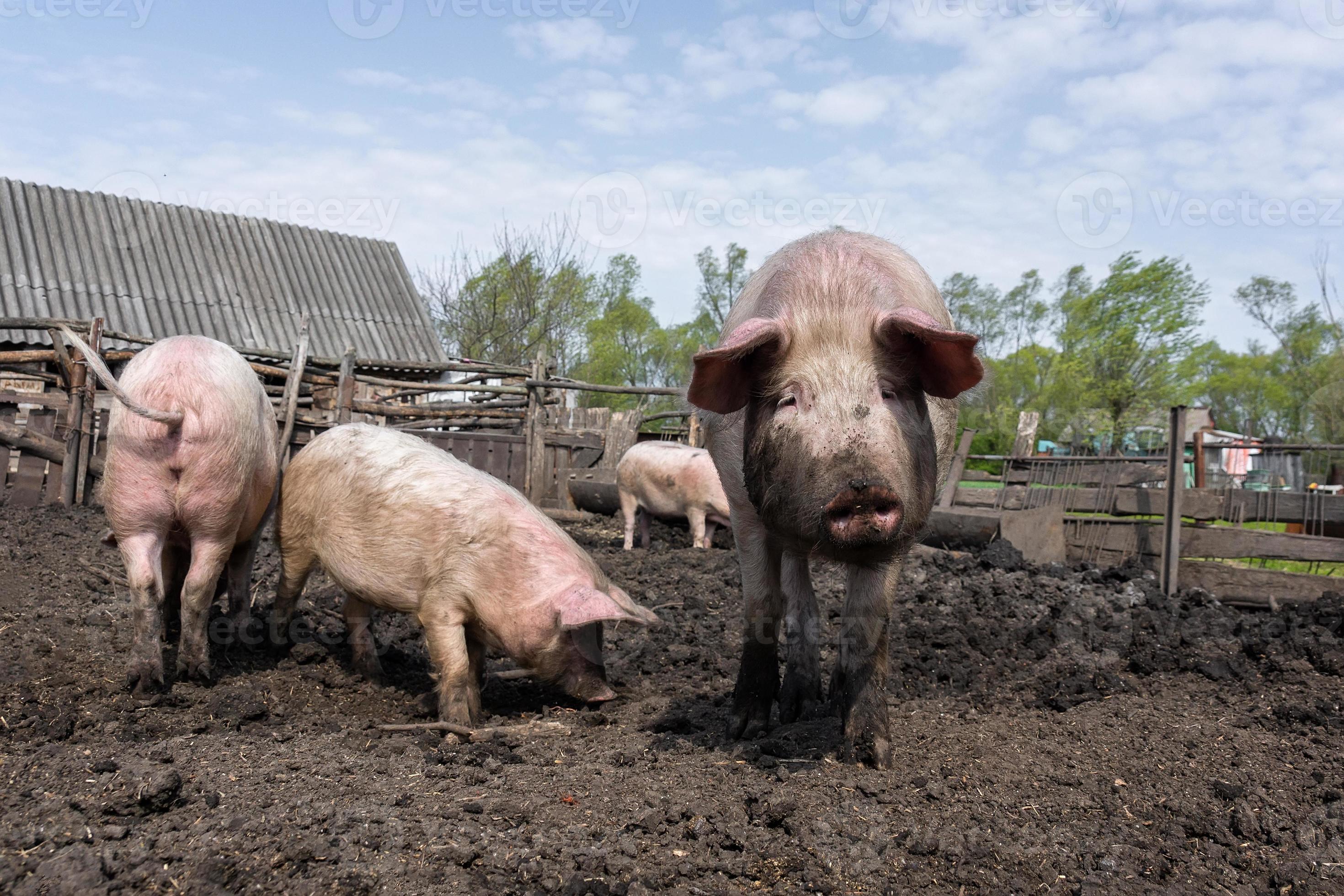 Discover The Untapped Wealth Of Hampshire Pig Farming - ibp5pja