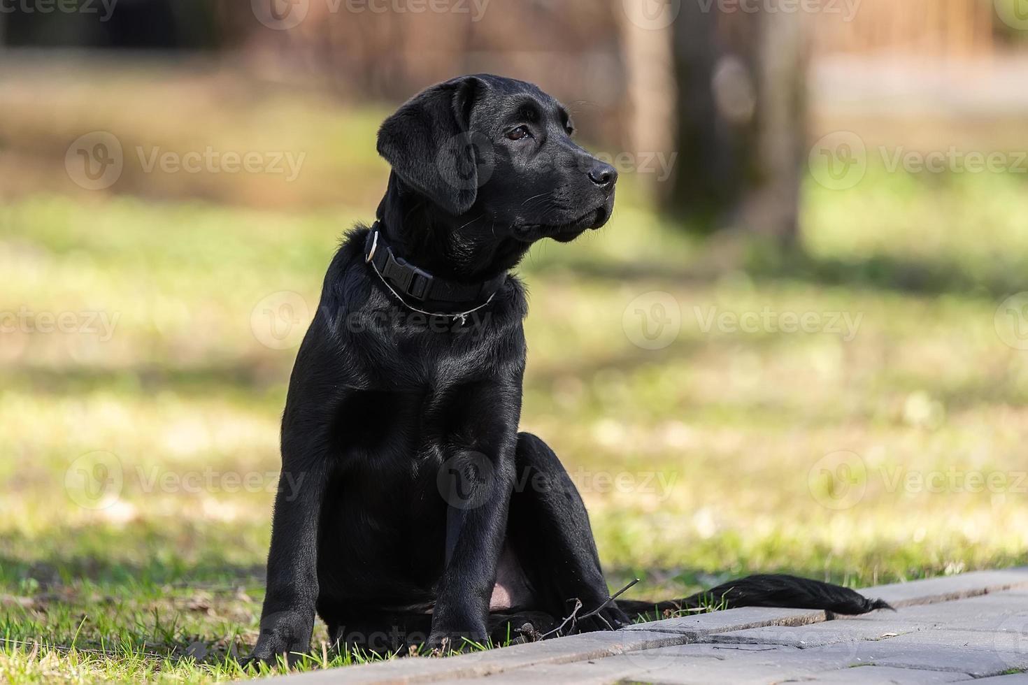 Labrador retriever puppy in grass. photo