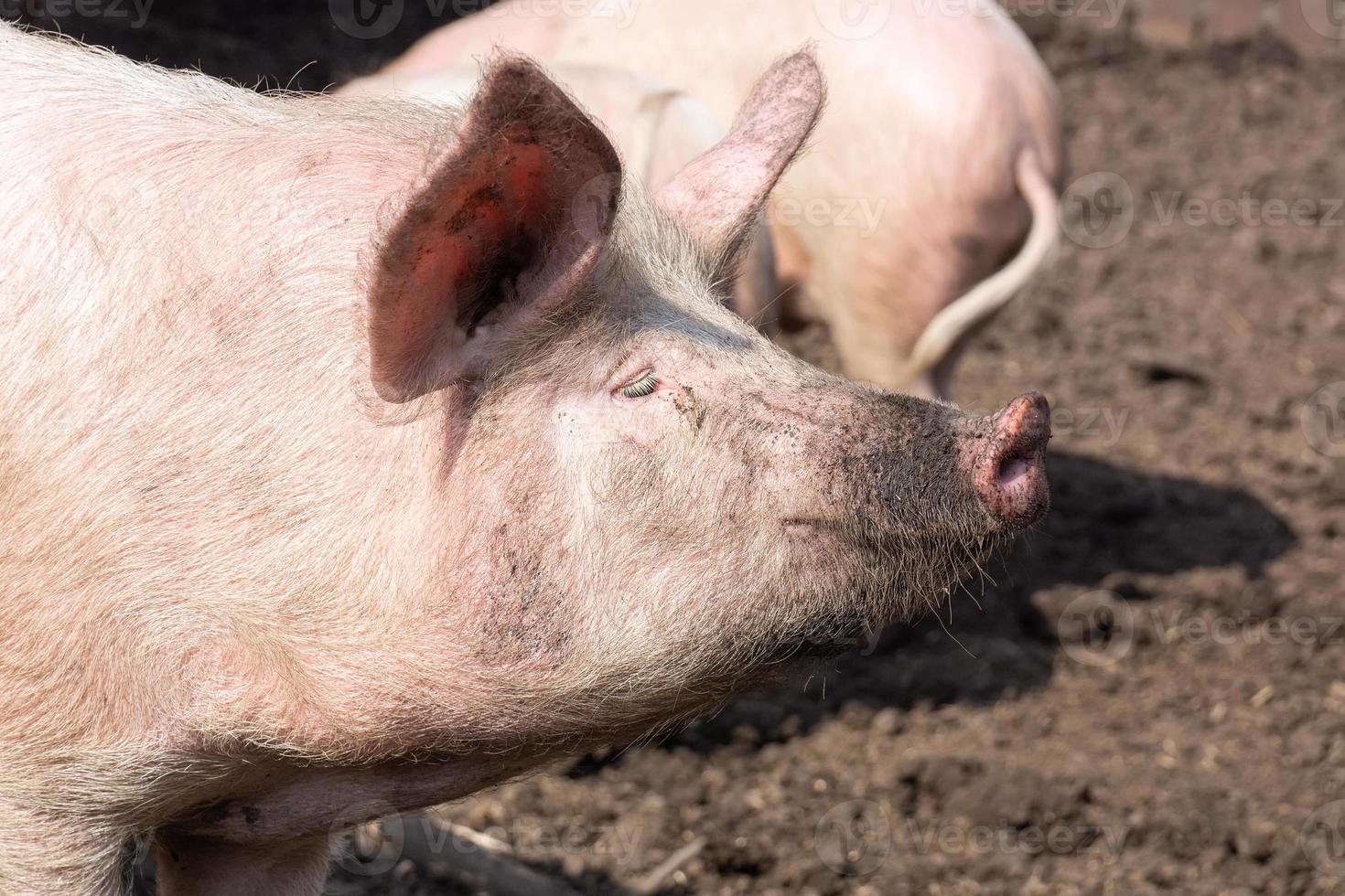 Pig farming raising and breeding of domestic pigs. photo