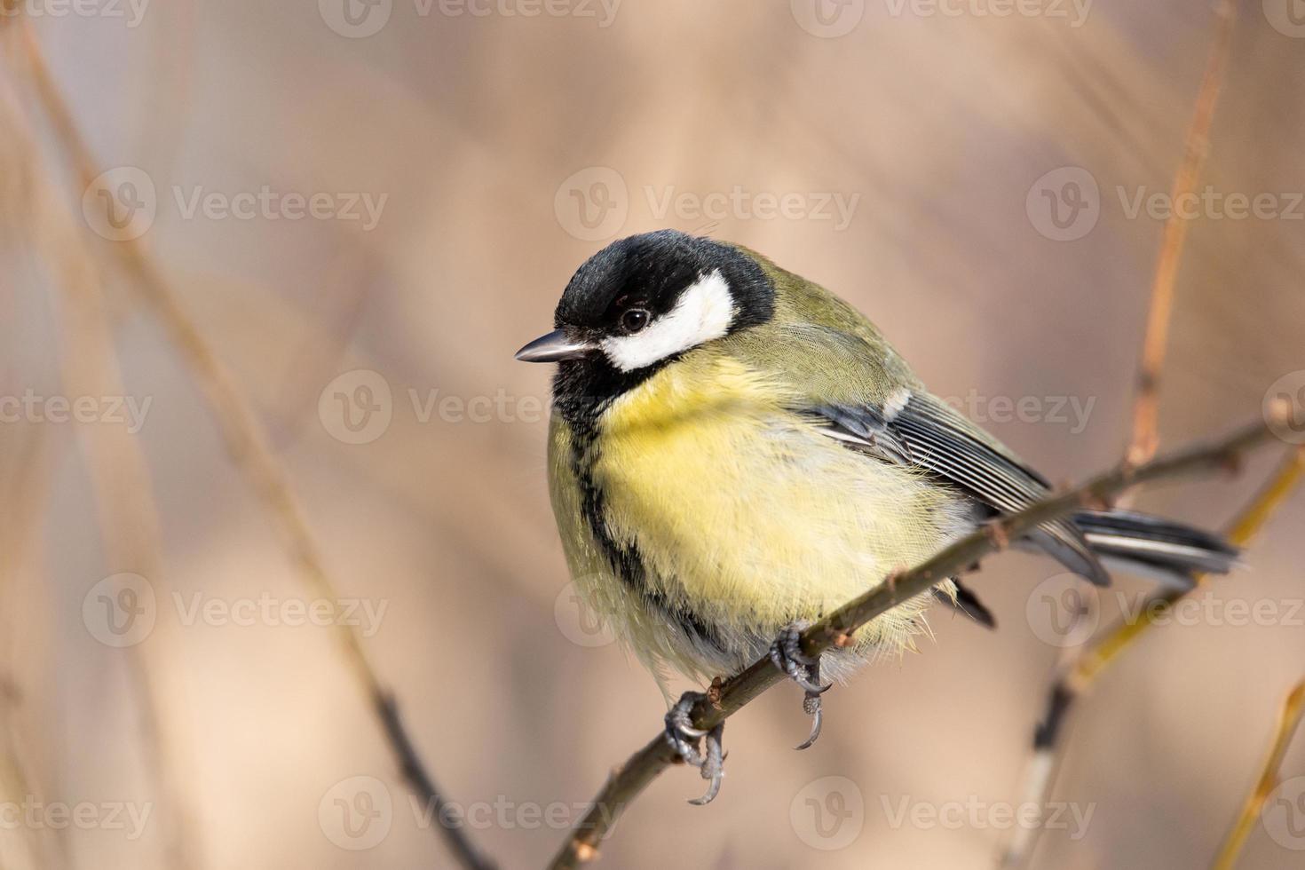 Great tit close up Parus major photo