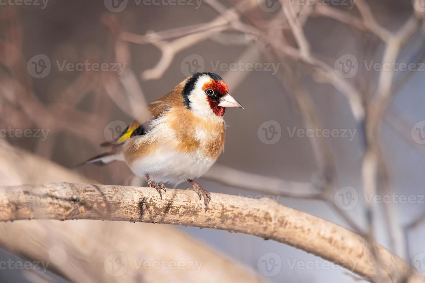 Goldfinch, Carduelis carduelis, perched on wooden perch with blurred natural background photo