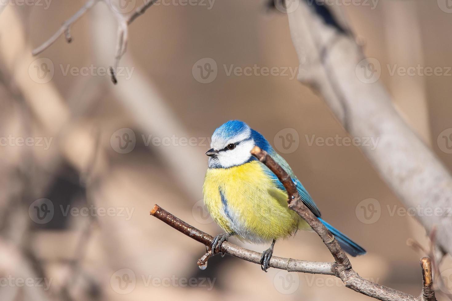 A blue tit Cyanistes caeruleus perched. photo