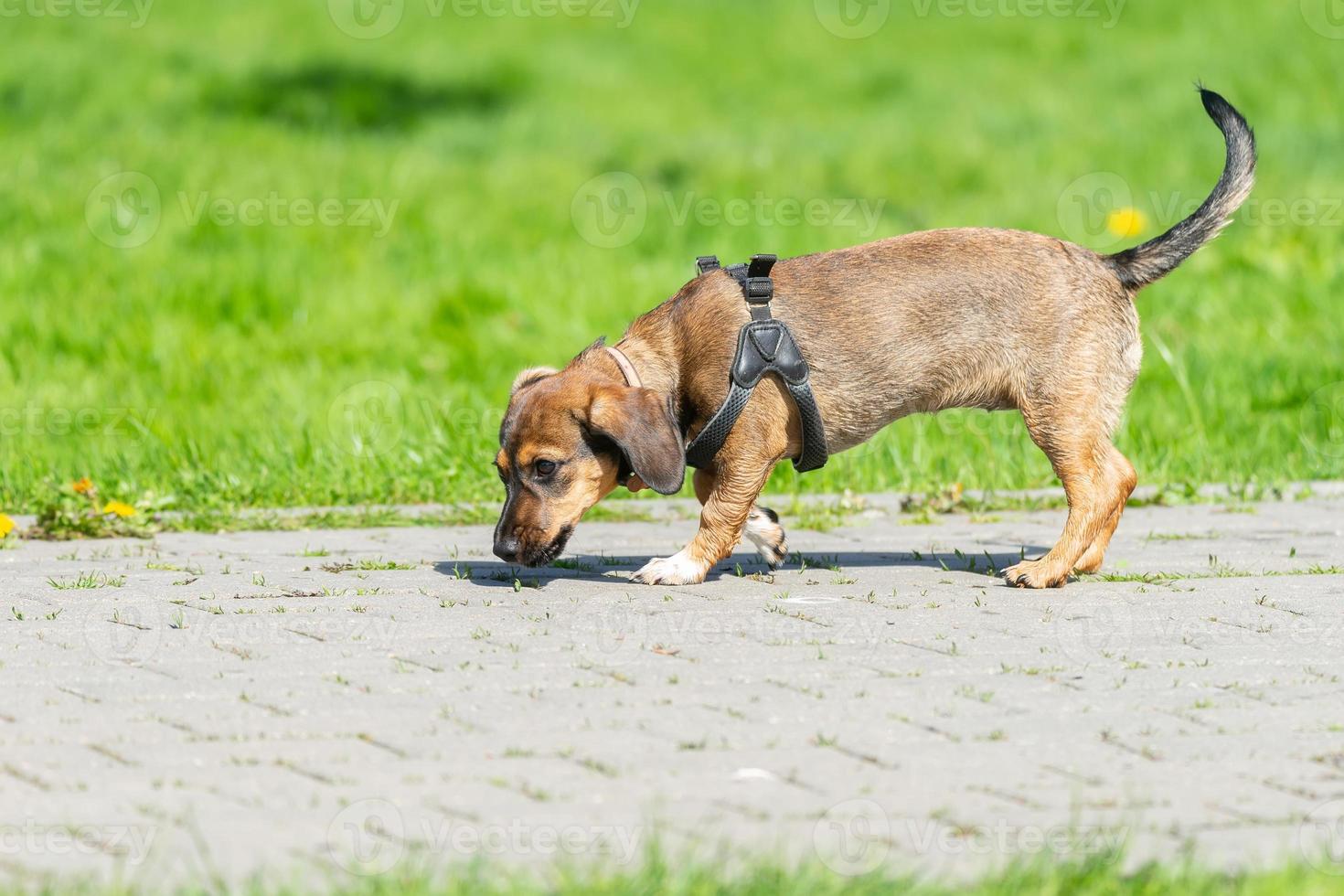 Mongrel dog of red color lies on its stomach on the grass, stretching its front paws forward. Spring. photo